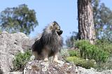SPITZ ALLEMAND 085